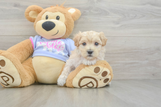 Maltipoo Pup Being Cute