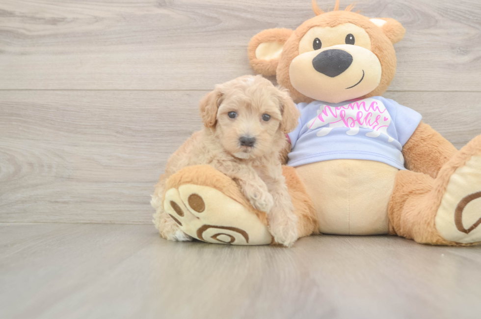 5 week old Maltipoo Puppy For Sale - Seaside Pups