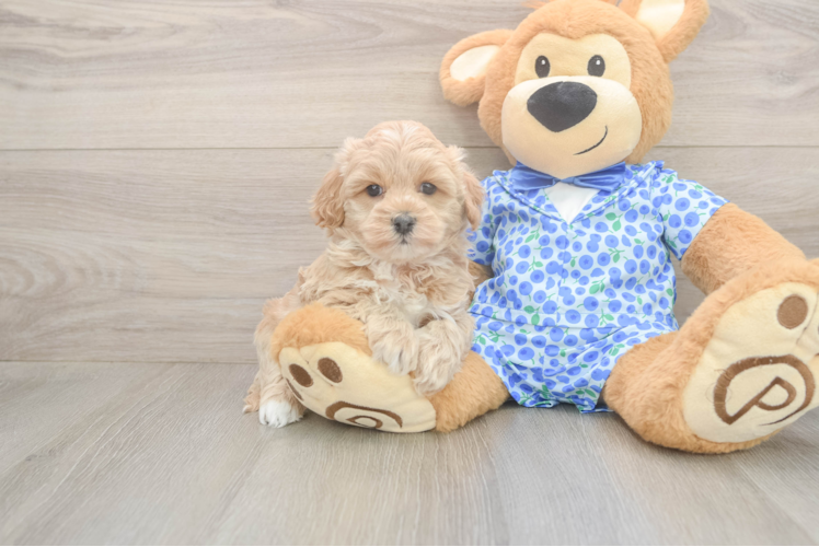 Adorable Multipoo Poodle Mix Puppy