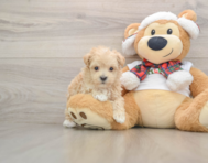 7 week old Maltipoo Puppy For Sale - Seaside Pups