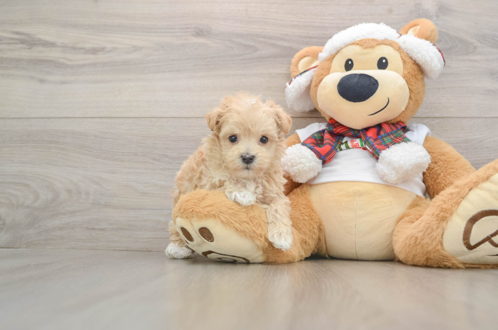 5 week old Maltipoo Puppy For Sale - Seaside Pups