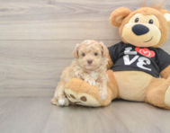 8 week old Maltipoo Puppy For Sale - Seaside Pups