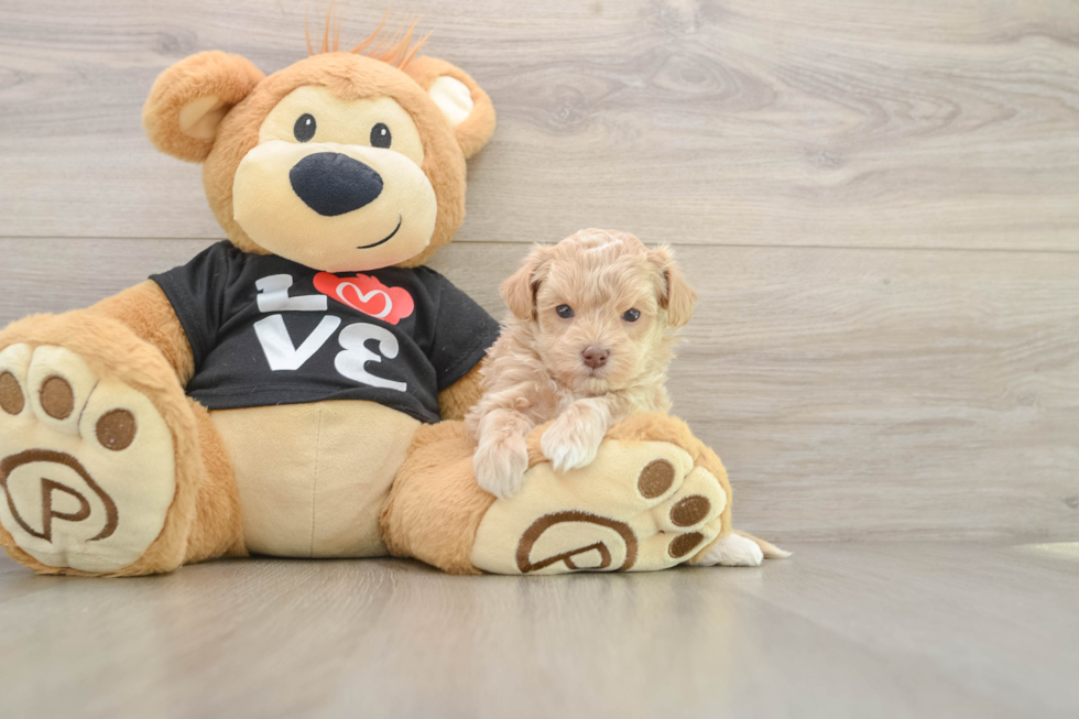 Maltipoo Puppy for Adoption