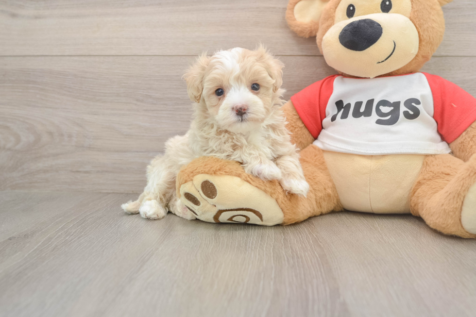 Little Malt a Poo Poodle Mix Puppy