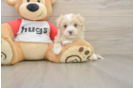 Maltipoo Pup Being Cute