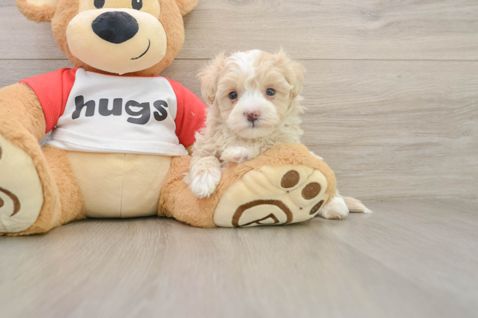 Maltipoo Pup Being Cute