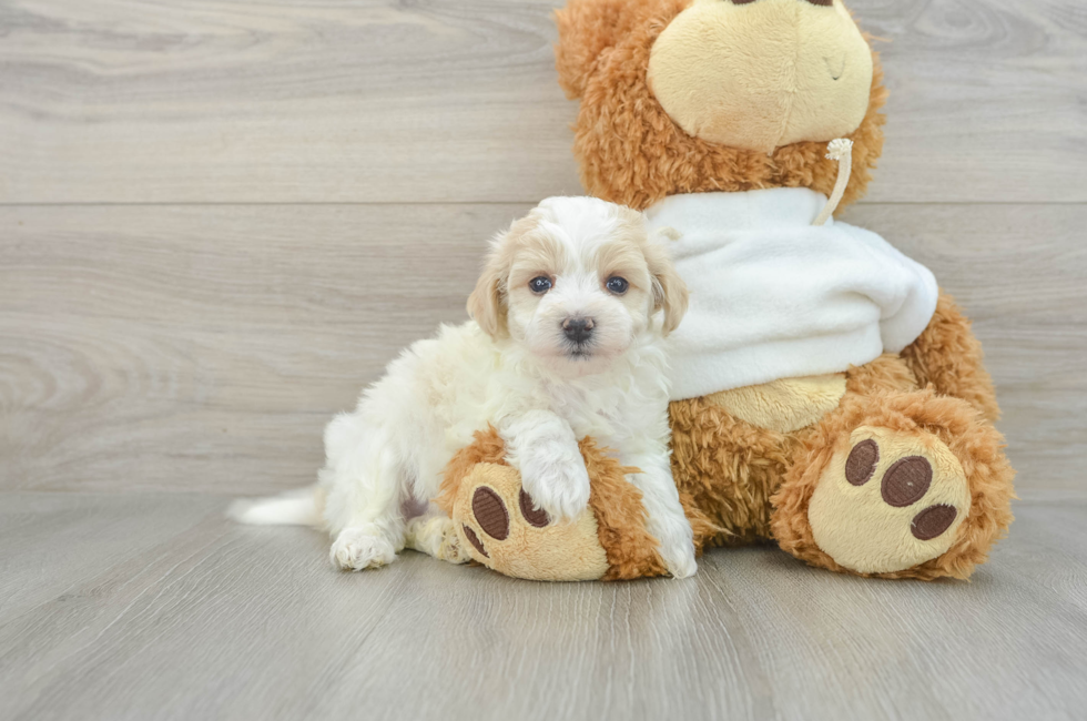 6 week old Maltipoo Puppy For Sale - Seaside Pups