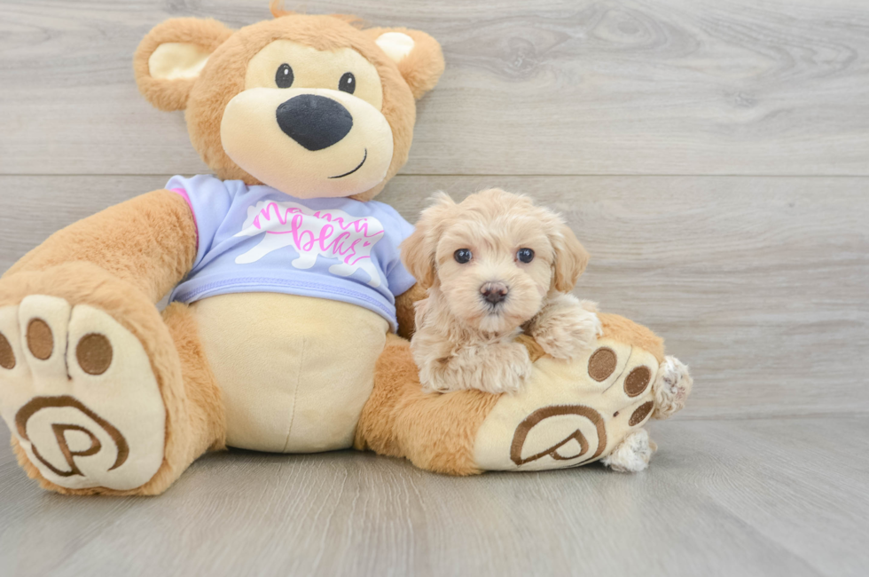 5 week old Maltipoo Puppy For Sale - Seaside Pups