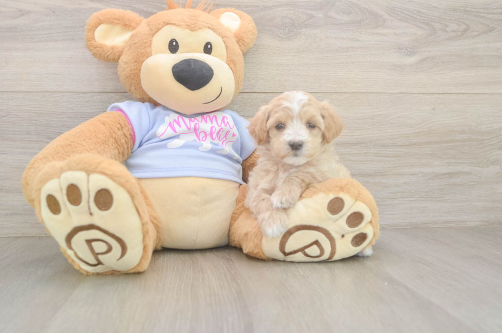 5 week old Maltipoo Puppy For Sale - Seaside Pups