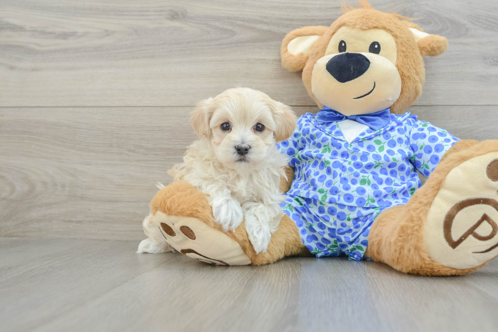 Little Multipoo Poodle Mix Puppy