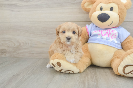 Maltipoo Pup Being Cute