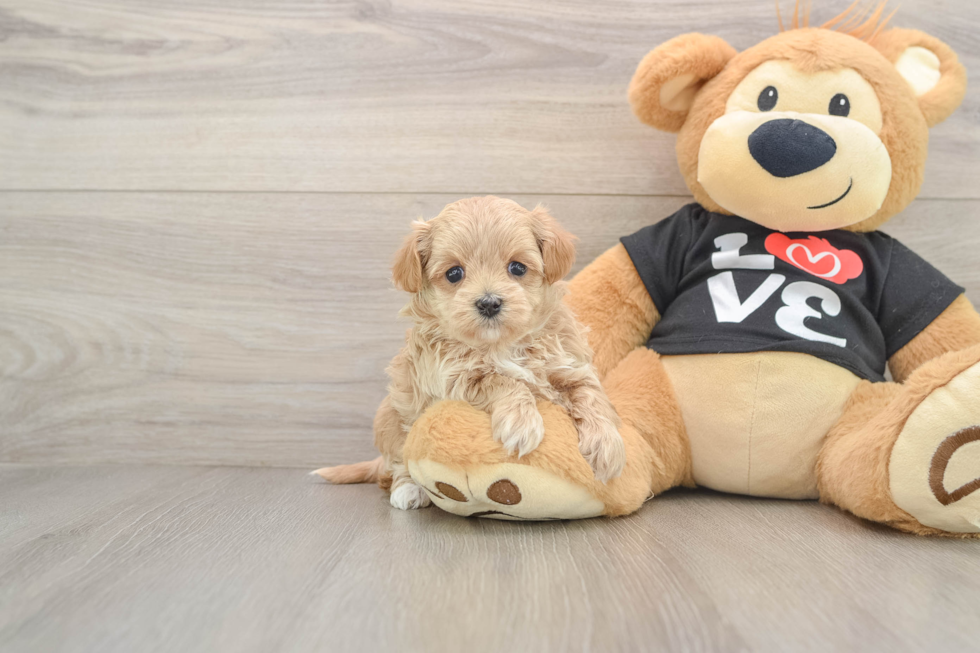 Smart Maltipoo Poodle Mix Pup