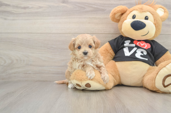 Smart Maltipoo Poodle Mix Pup