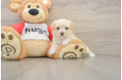 Small Maltipoo Baby