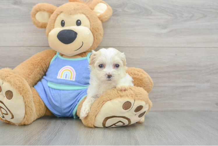 Maltipoo Puppy for Adoption