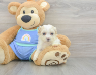 9 week old Maltipoo Puppy For Sale - Seaside Pups