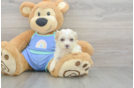 Maltipoo Puppy for Adoption