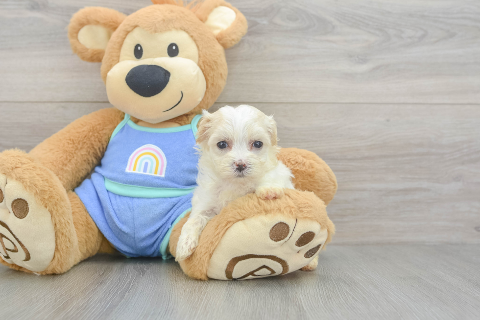 Maltipoo Puppy for Adoption