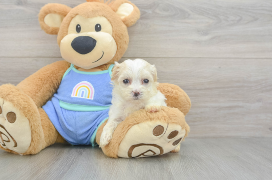 Maltipoo Puppy for Adoption