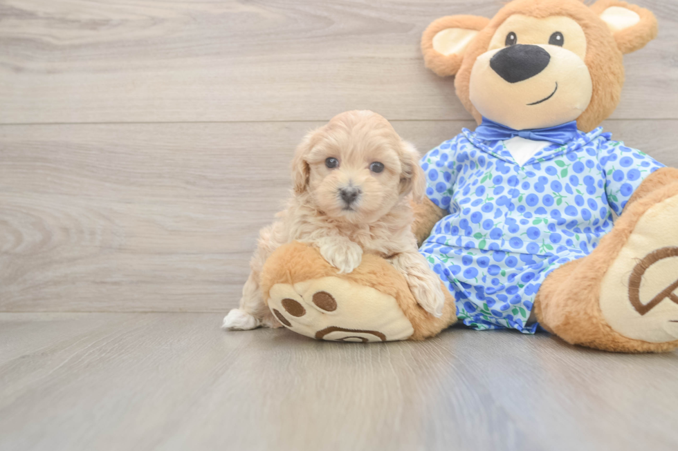 Sweet Maltipoo Baby