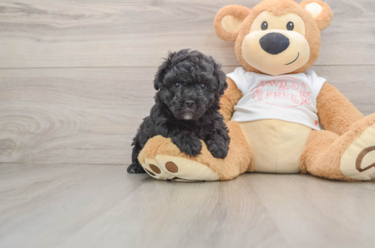 Petite Maltipoo Poodle Mix Pup