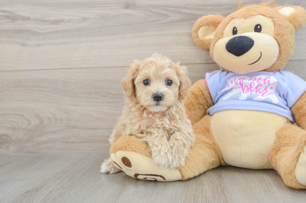 5 week old Maltipoo Puppy For Sale - Seaside Pups