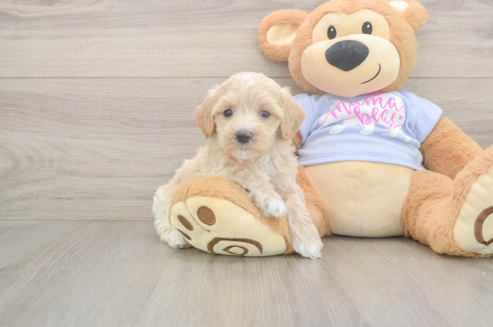 5 week old Maltipoo Puppy For Sale - Seaside Pups
