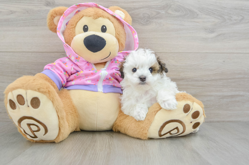 5 week old Maltipoo Puppy For Sale - Seaside Pups