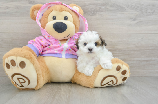 Maltipoo Puppy for Adoption