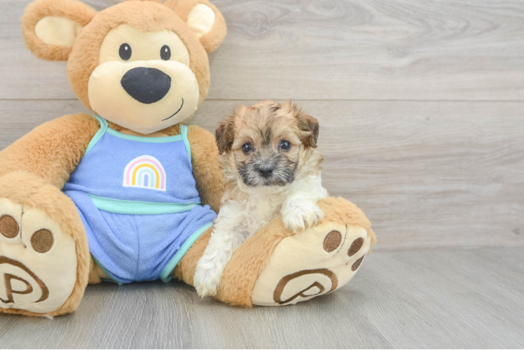 Sweet Maltipoo Baby