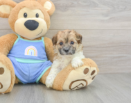7 week old Maltipoo Puppy For Sale - Seaside Pups