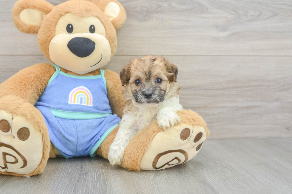 5 week old Maltipoo Puppy For Sale - Seaside Pups