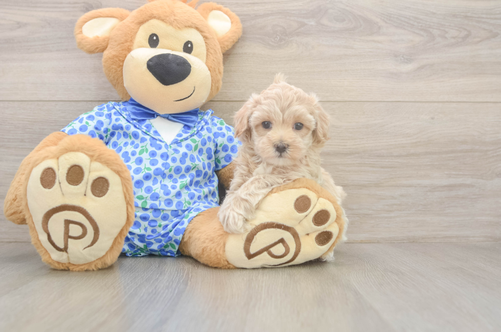 5 week old Maltipoo Puppy For Sale - Seaside Pups