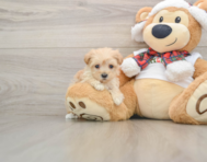 9 week old Maltipoo Puppy For Sale - Seaside Pups