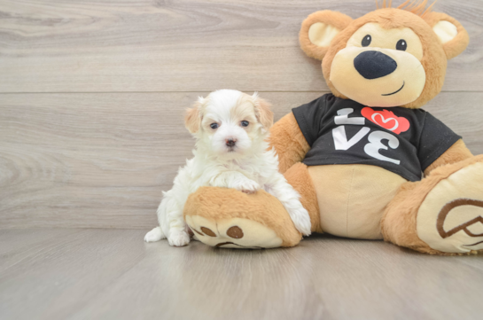Petite Maltipoo Poodle Mix Pup