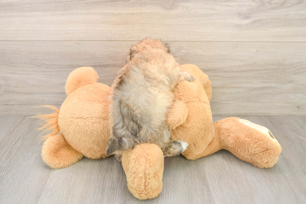 Funny Maltipoo Poodle Mix Pup