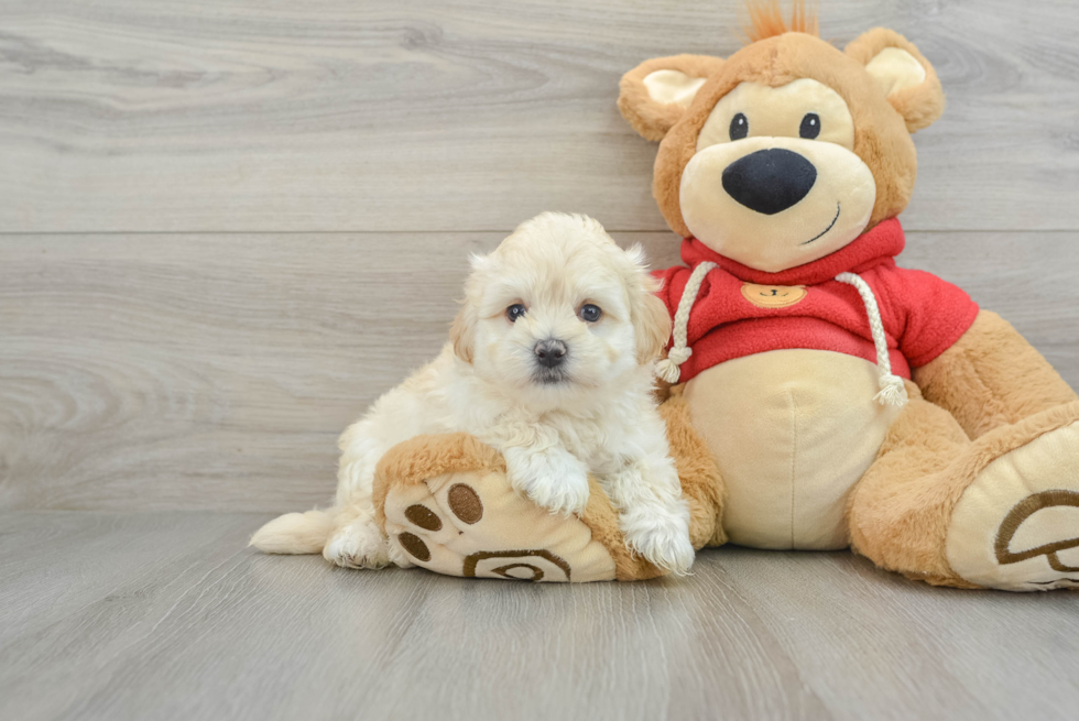 Happy Maltipoo Baby