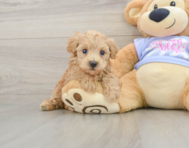 7 week old Maltipoo Puppy For Sale - Seaside Pups