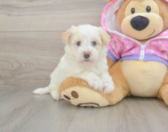 8 week old Maltipoo Puppy For Sale - Seaside Pups