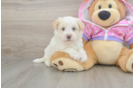 Maltipoo Puppy for Adoption
