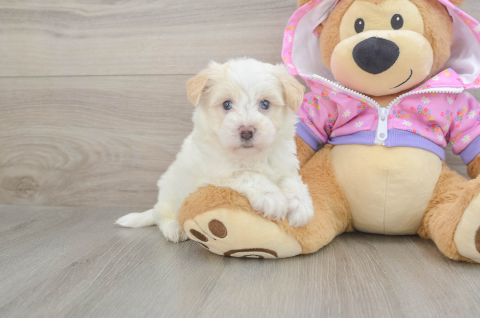 5 week old Maltipoo Puppy For Sale - Seaside Pups