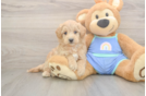 Playful Maltese Poodle Poodle Mix Puppy