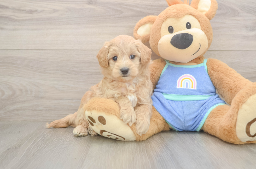 6 week old Maltipoo Puppy For Sale - Seaside Pups
