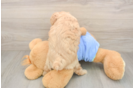 Maltipoo Pup Being Cute
