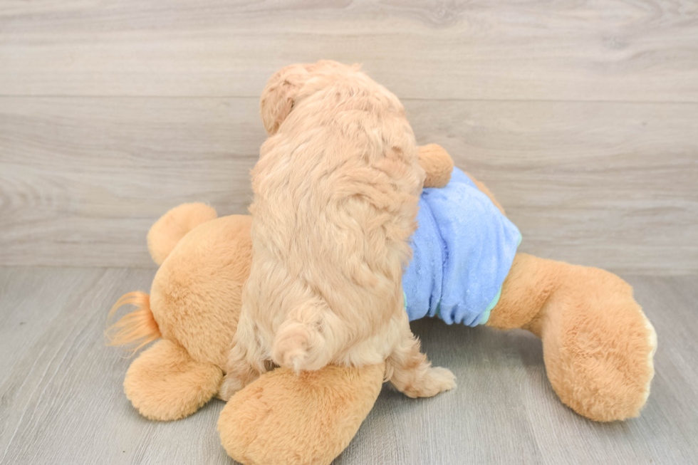 Maltipoo Pup Being Cute