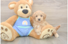 Maltipoo Pup Being Cute