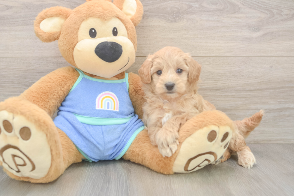 Maltipoo Pup Being Cute