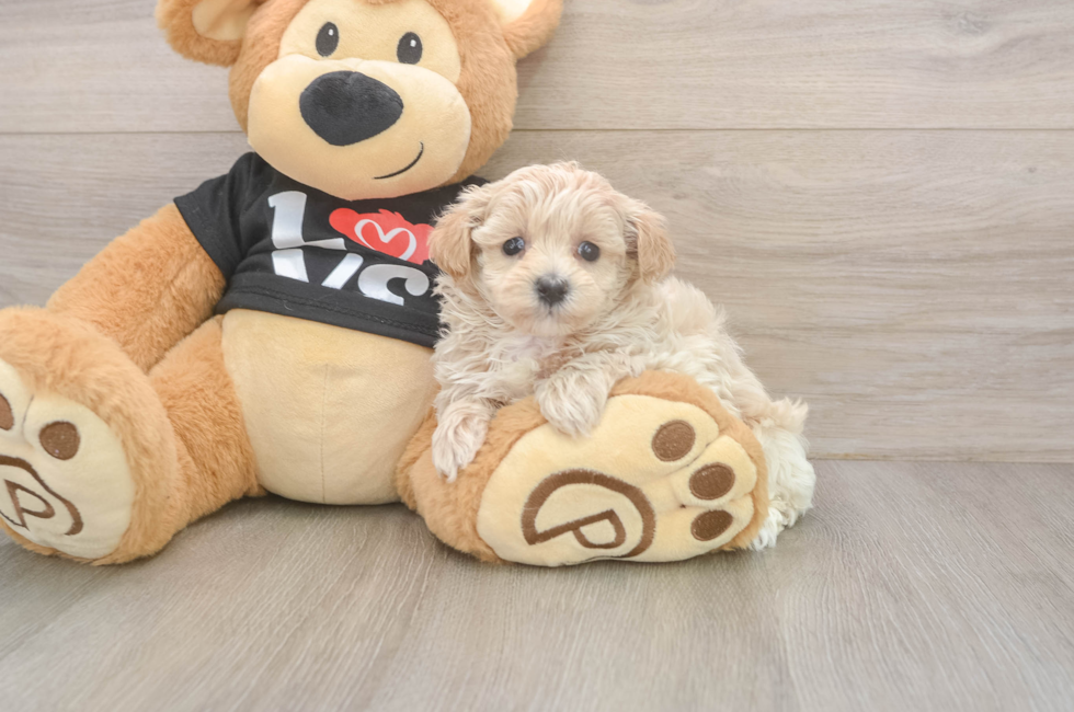 5 week old Maltipoo Puppy For Sale - Seaside Pups