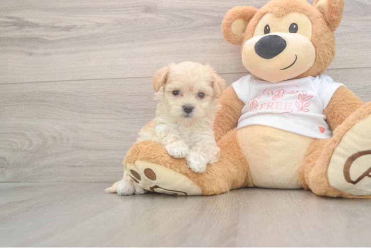 Maltipoo Puppy for Adoption