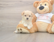 8 week old Maltipoo Puppy For Sale - Seaside Pups